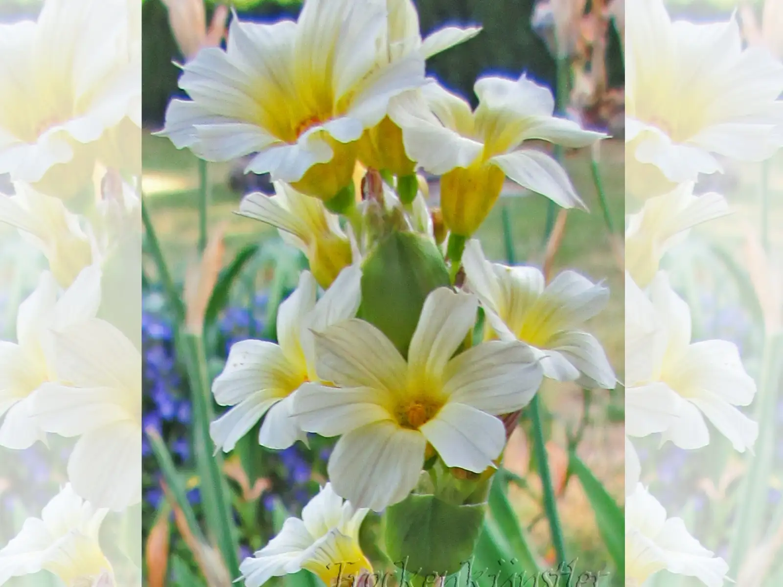 Stauden / Gehölz: Sisyrinchium striatum ‣ ‣ Binsenlilie ‣ Pale Yellow-Eyed Grass
