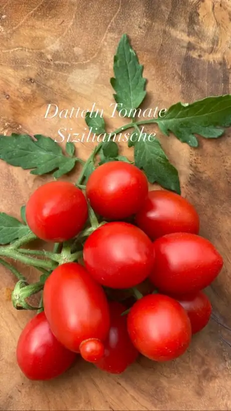 Tomaten: Sizilianische Datteln Tomate