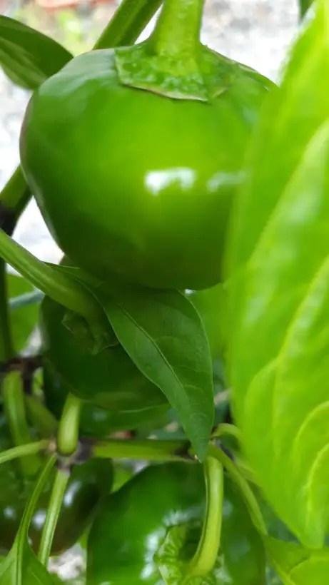 Chili / Paprika: sizilianischer Rosenpaprika
