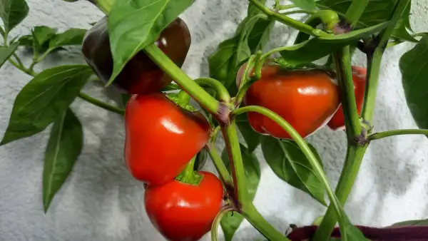 Chili / Paprika: Sizilianischer Rosenpfeffer - Paprika