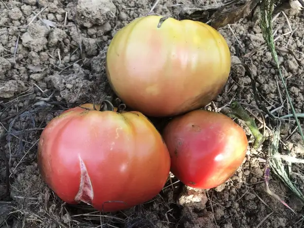 Tomaten: Sizranka