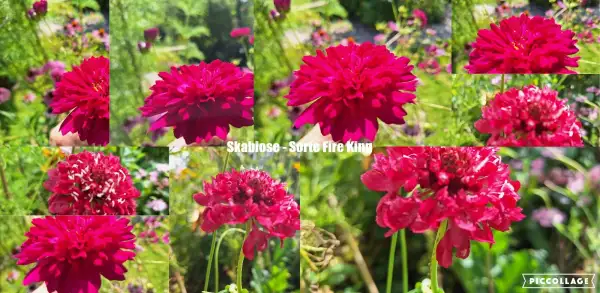 Blumen: Skabiose - Sorte Fire King