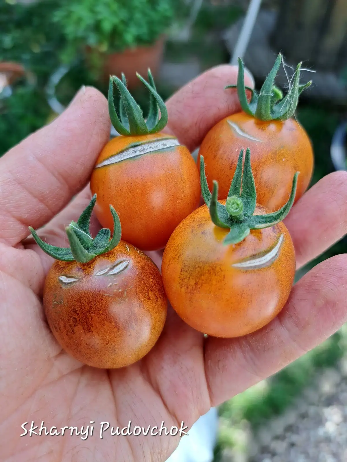Tomaten: Skharnyi Pudovchok 2025