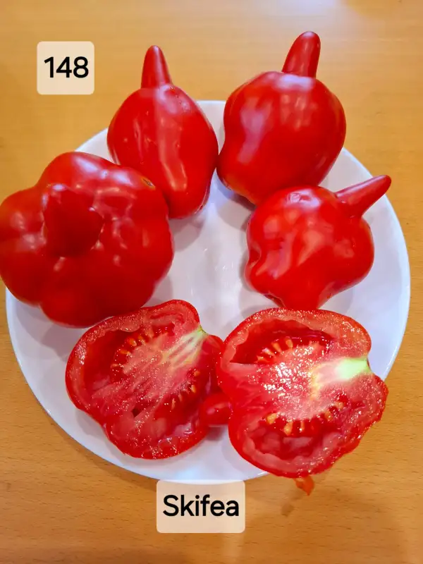 Tomaten: Skifea