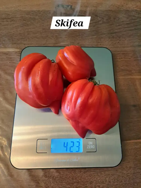 Tomaten: Skifea