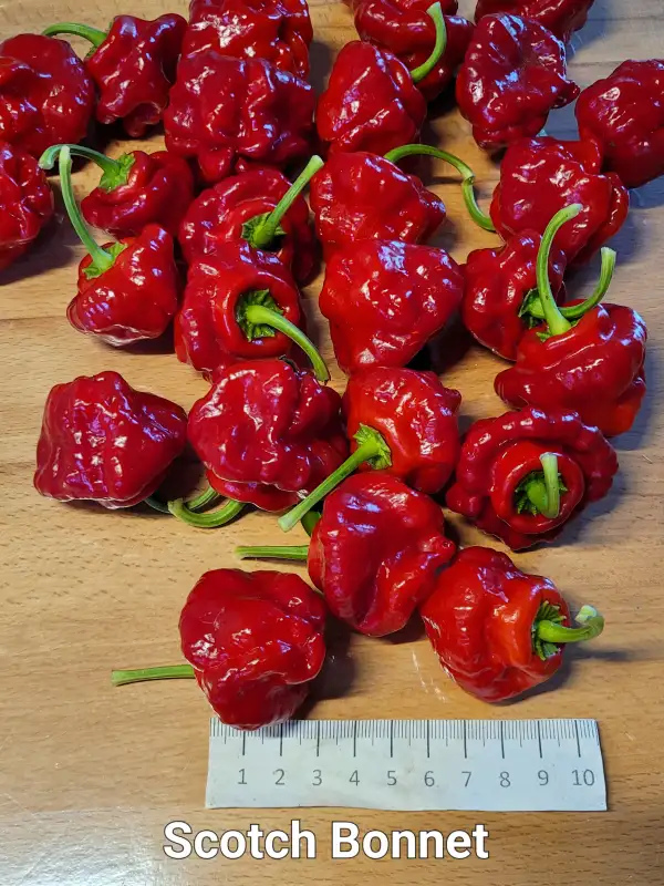 Chili / Paprika: Skotch Bonnet	Schärfe:	10	Höhe:	60-120cm