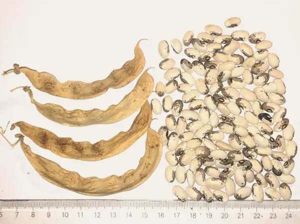 Bohnen: Skunk Bean