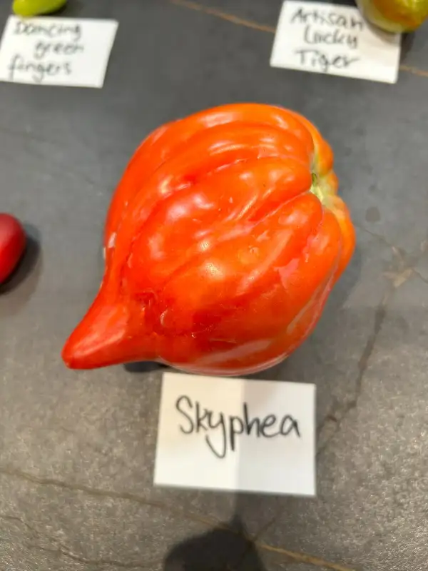 Tomaten: Skyphea
