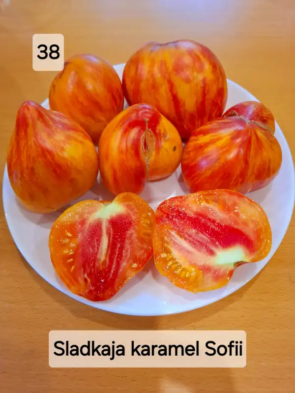 Tomaten: Sladkaja karamel Sofii