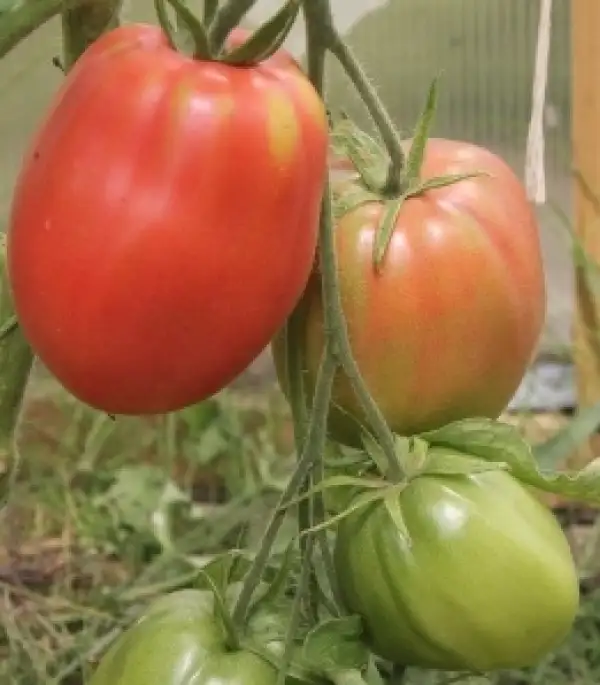 Tomaten: Sladki Bachonok - Süßes Fass - Zuckerfass