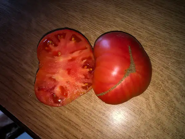 Tomaten: Slavskiy Rozoviy