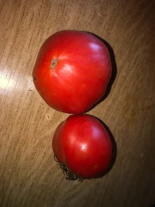 Tomaten: Sleeping Giant