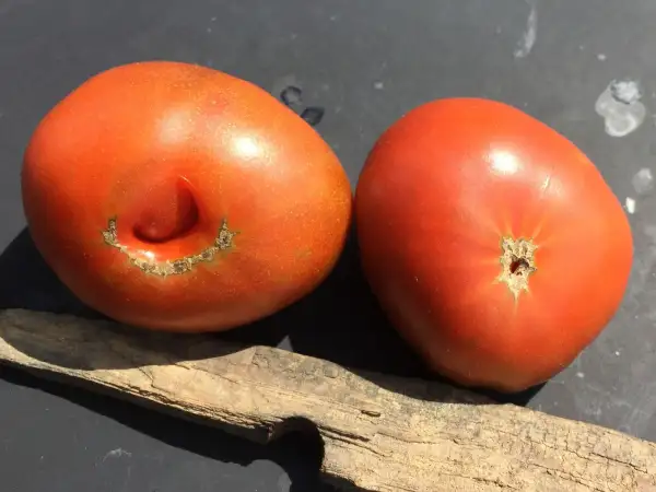 Tomaten: Sleeping Lady