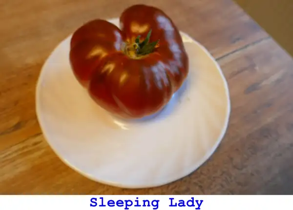 Tomaten: Sleeping Lady