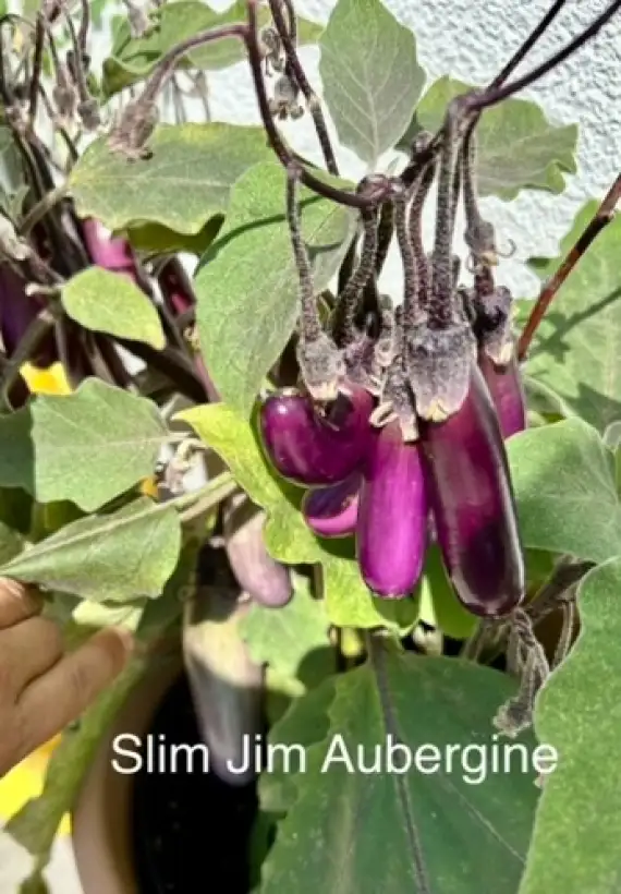 Auberginen: Slim Jim (Kübelgeeignet)