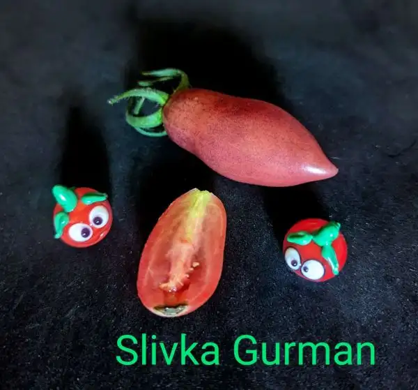 Tomaten: Slivka Curman