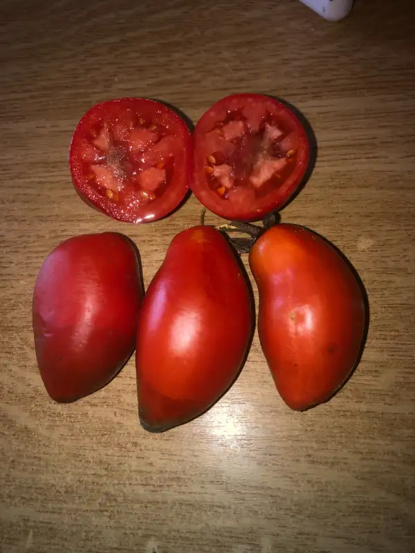 Tomaten: Slivka Gigant