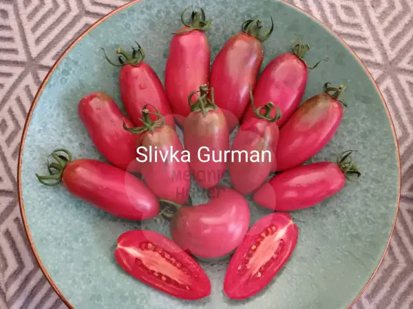 Tomaten: Slivka Gurman