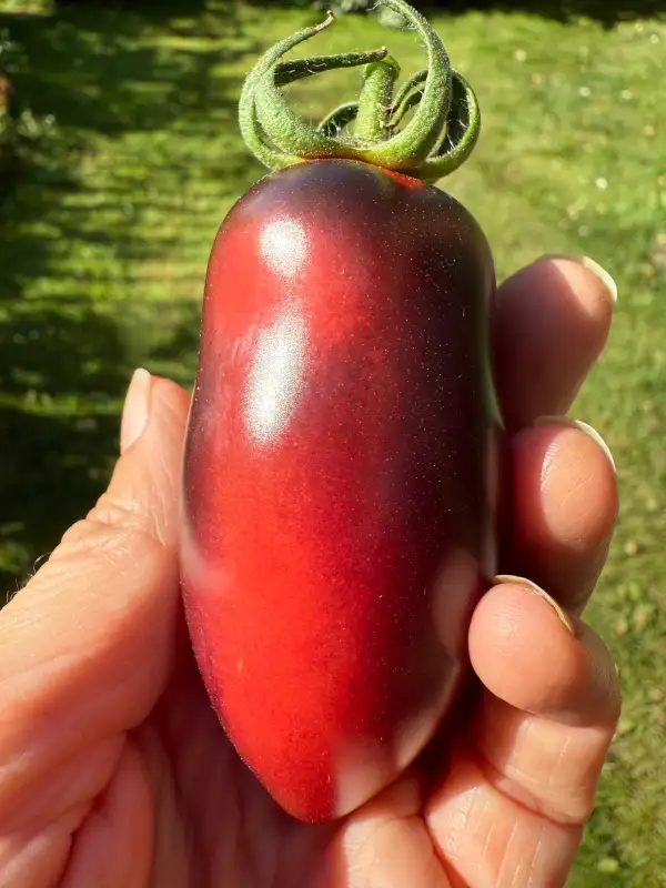 Tomaten: Slivka Gurman