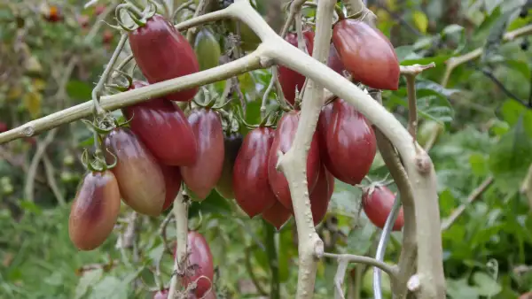 Tomaten: Slivka Gurman