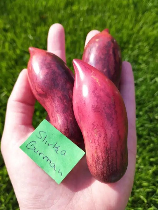 Tomaten: Slivka Gurman