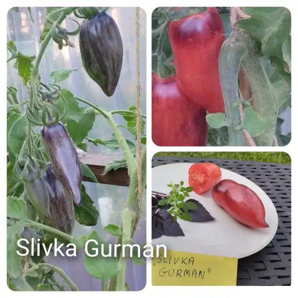 Tomaten: Slivka Gurman