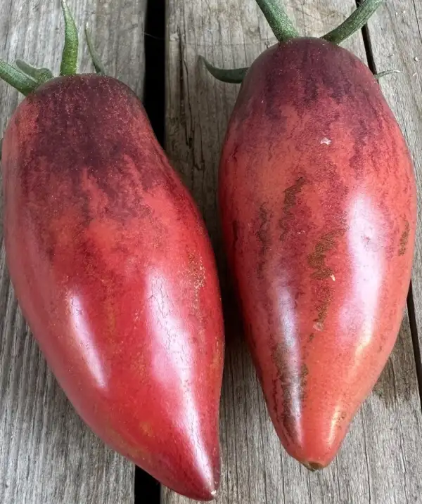 Tomaten: Slivka Gurman