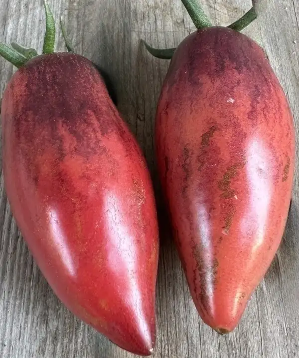 Tomaten: Slivka Gurman