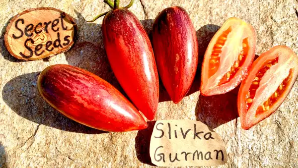 Tomaten: Slivka Gurman