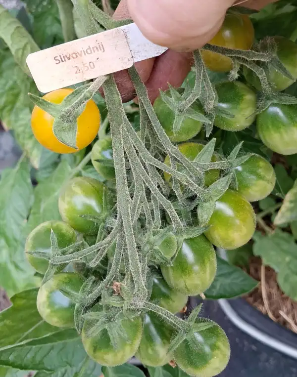 Tomaten: Slivovidnij