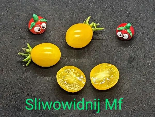 Tomaten: Slivovidnij Multiflora