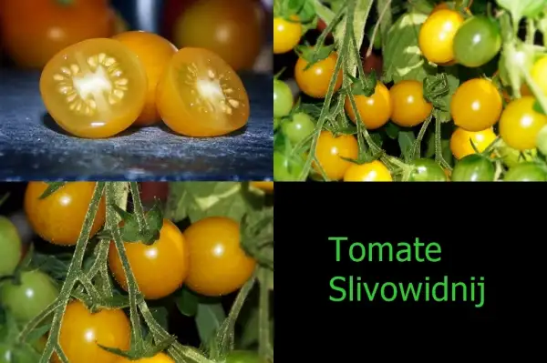 Tomaten: Slivowidnij