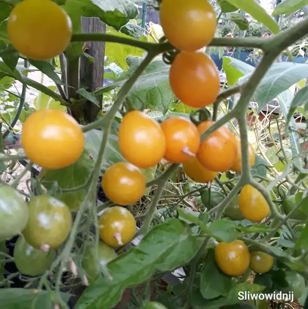 Tomaten: Sliwowidnij