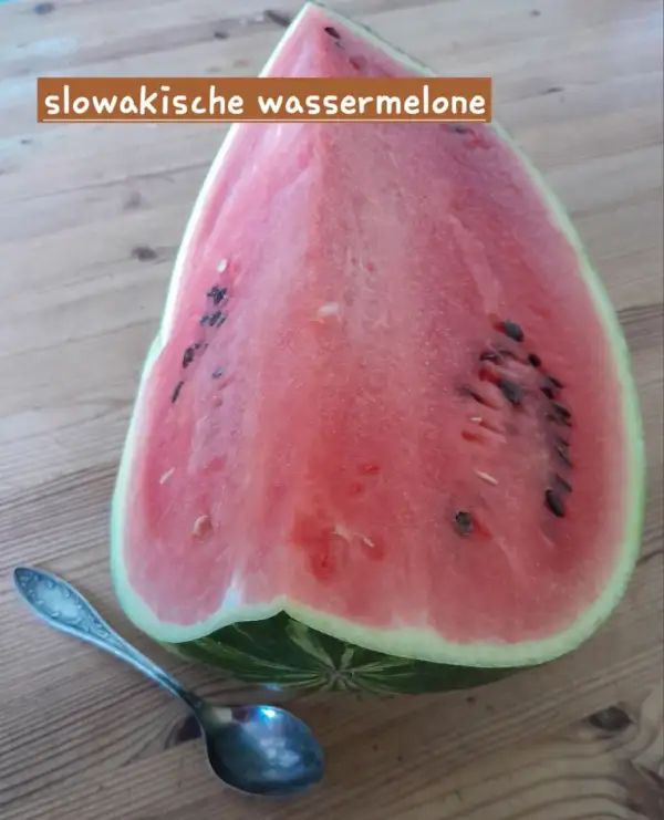 Melonen: Slowakische Wassermelone