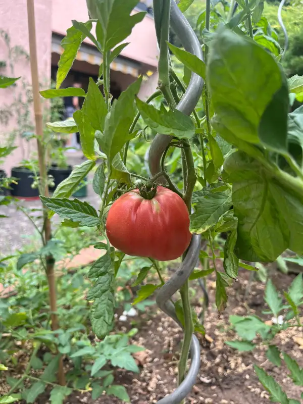 Tomaten: Slowenische Ochsenherz