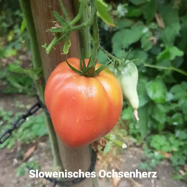 Tomaten: Slowenisches Ochsenherz