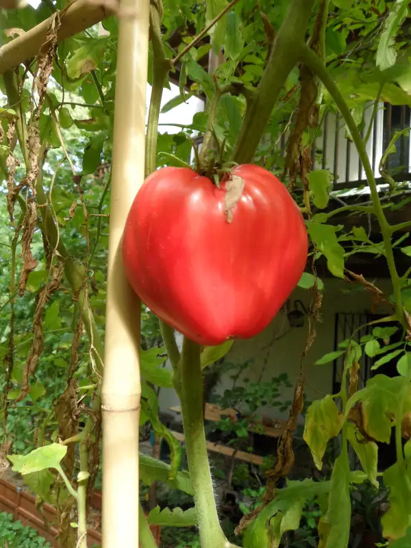 Tomaten: Slowenisches Ochsenherz ( Kat# 2434 )