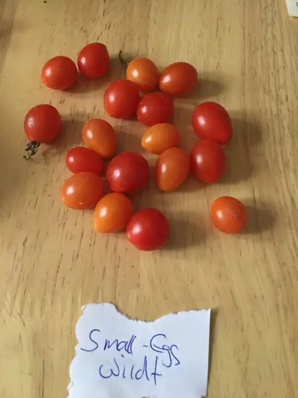 Tomaten: Small- Egg, Wildtomate