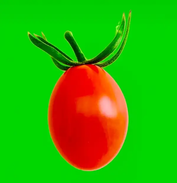 Tomaten: Small Egg