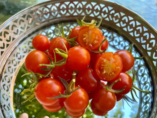 Tomaten: Small Egg