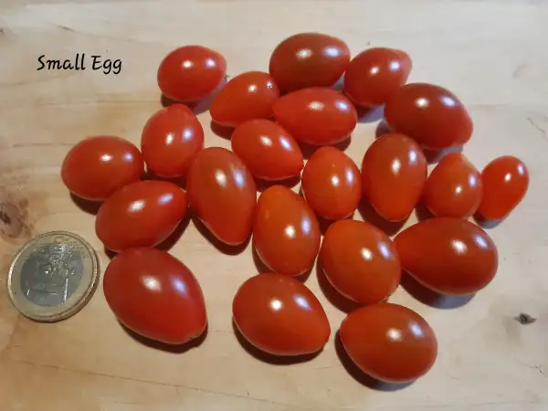 Tomaten: Small Egg