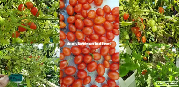 Tomaten: Small Egg Red - sehr ertragreiche/Ampeltomate/Topftomate
