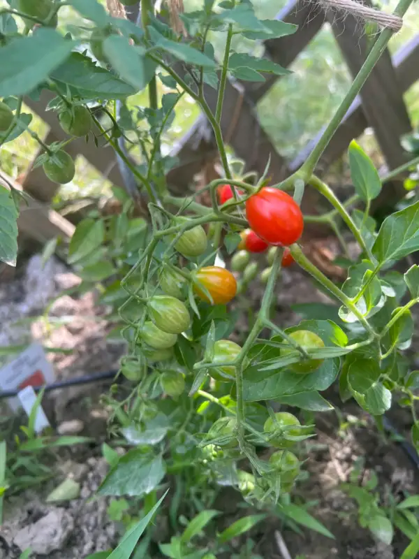Tomaten: Small Egg Red