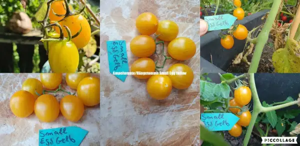 Tomaten: Small Egg Yellow - sehr ertragreiche/Ampeltomate/Topftomate