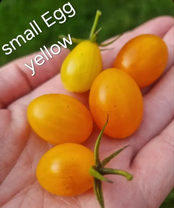 Tomaten: Small Egg yellow