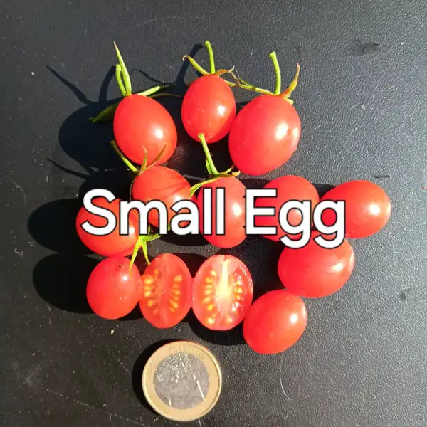 Tomaten: Small Eggs