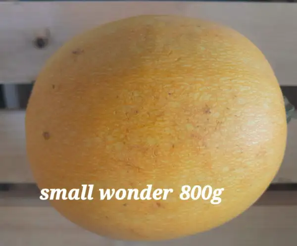 Kürbisse: Small Wonder, Spaghettikürbis