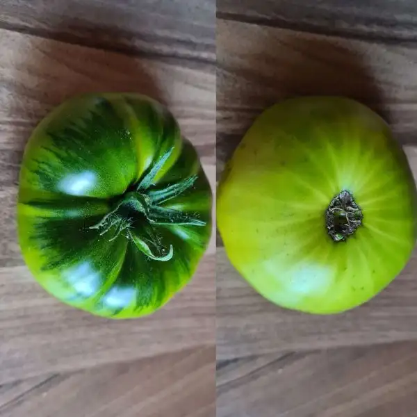 Tomaten: Smaragdapfel