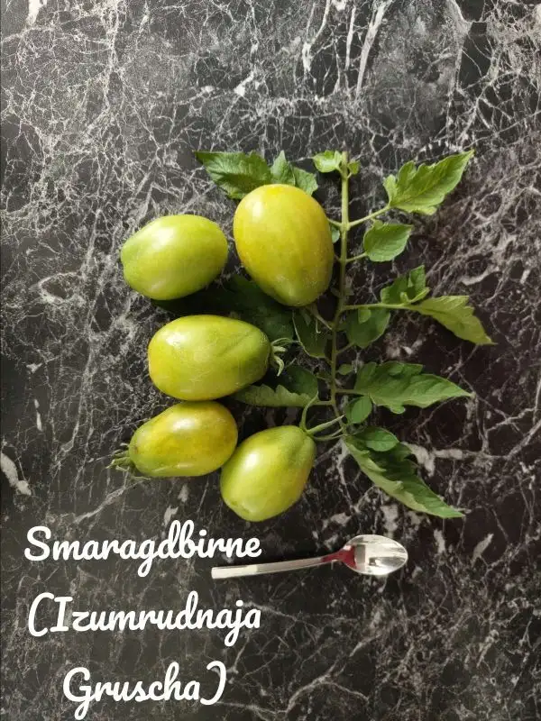 Tomaten: Smaragdbrine (Izumrudnaja Gruscha)