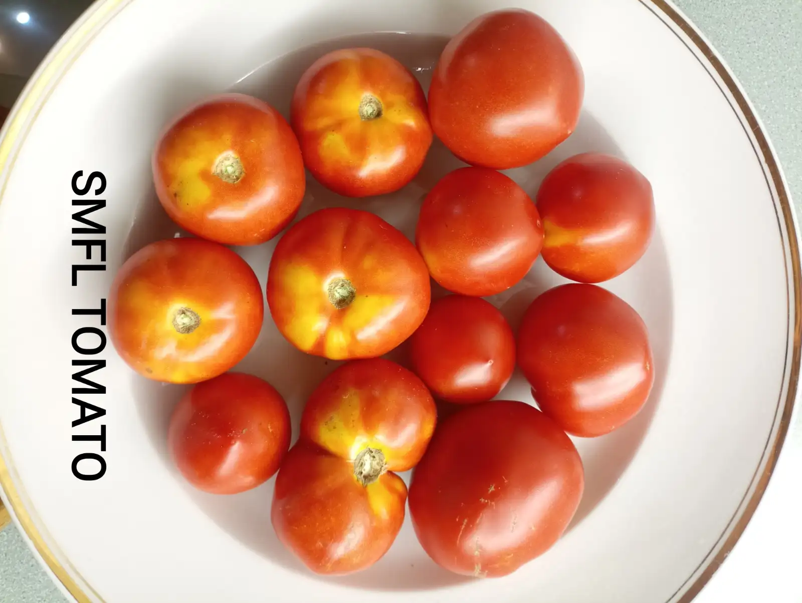 Tomaten: SMFL Tomato (Supermultifloralicious -Multiflora Type)